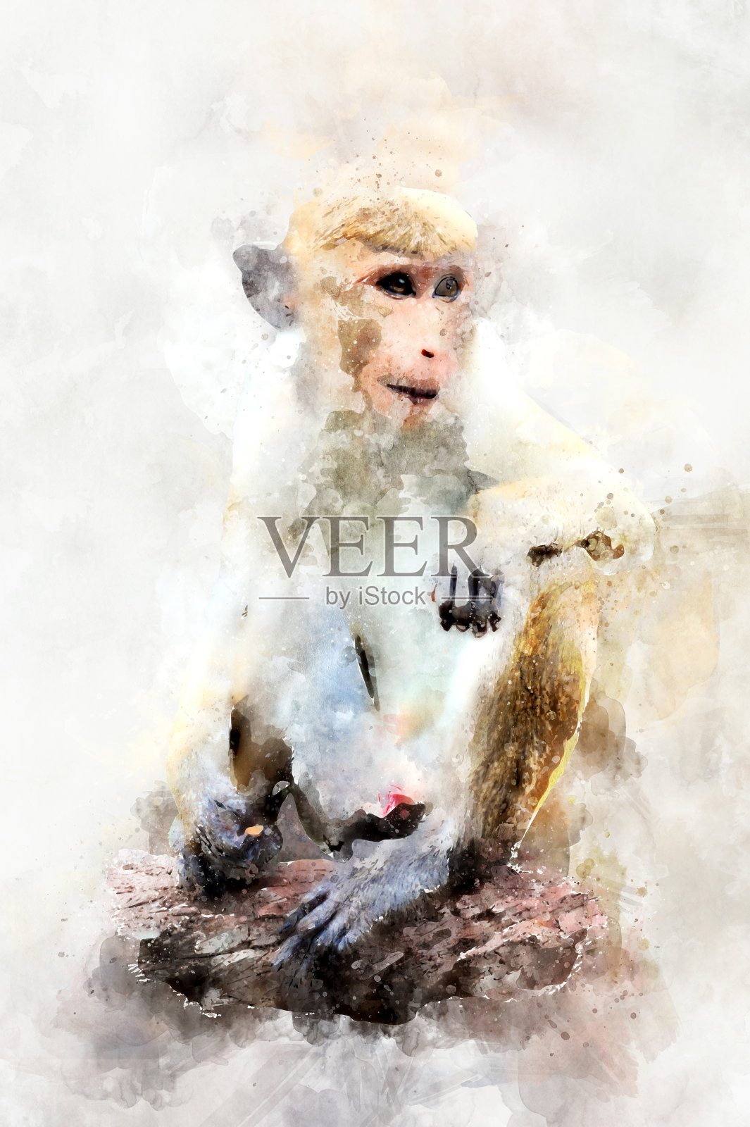 猴子-水彩插图肖像照片摄影图片