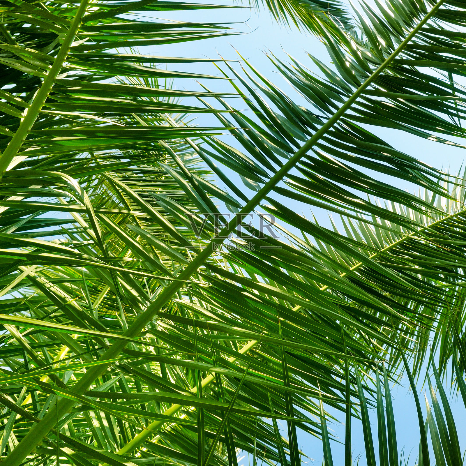 棕榈叶和蓝天的背景。照片摄影图片