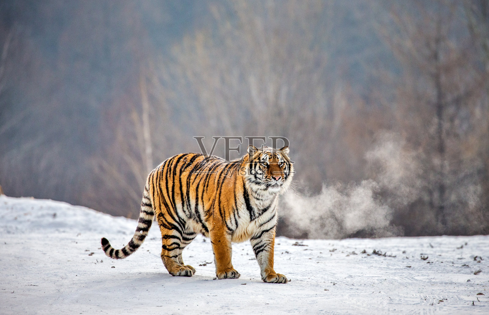 西伯利亚虎站在冰雪覆盖的林间空地上。中国哈尔滨。牡丹江市。Hengdaohezi公园。西伯利亚虎公园。冬天。艰难的霜。照片摄影图片