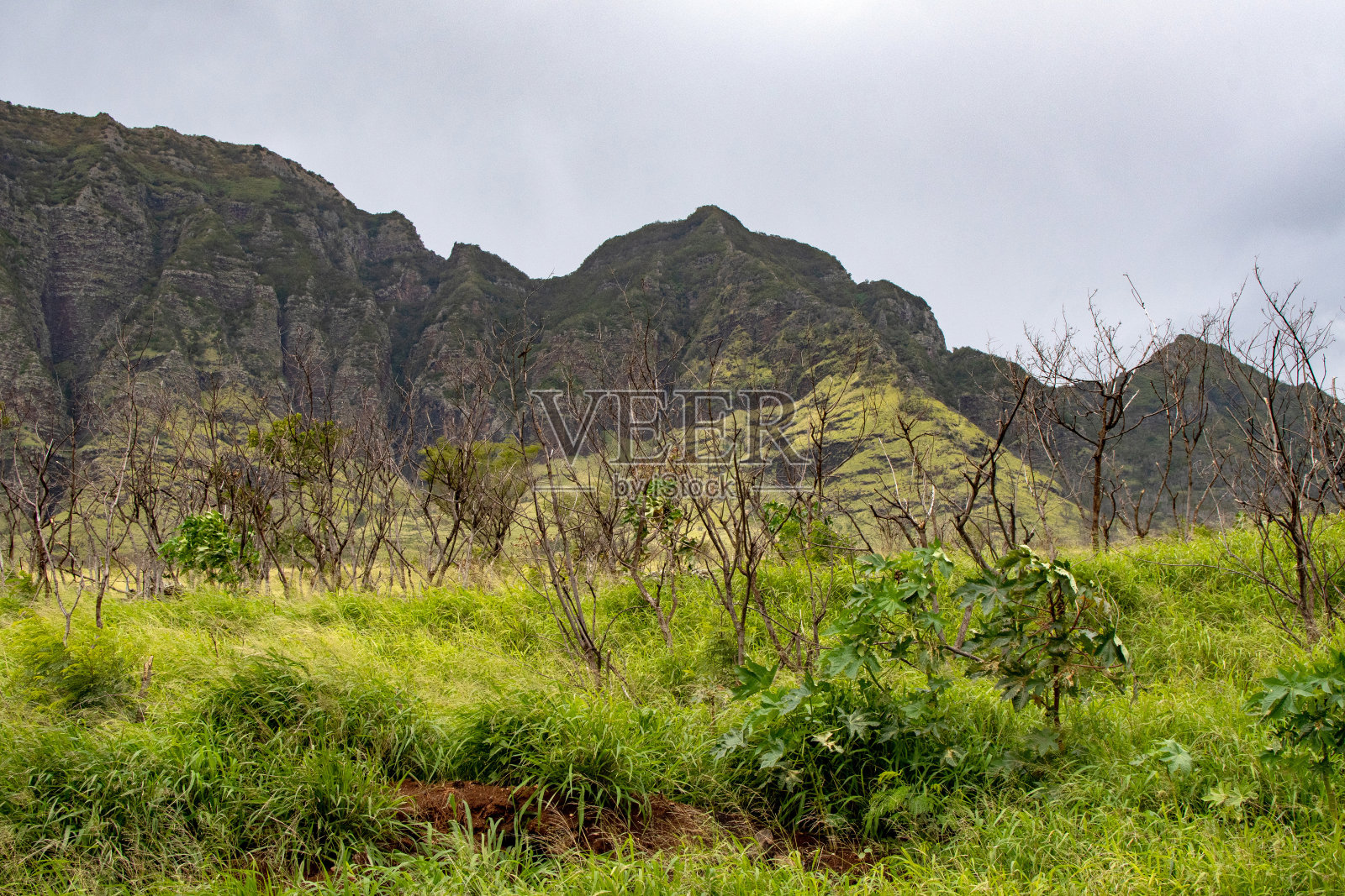 夏威夷瓦胡岛森林保护区照片摄影图片