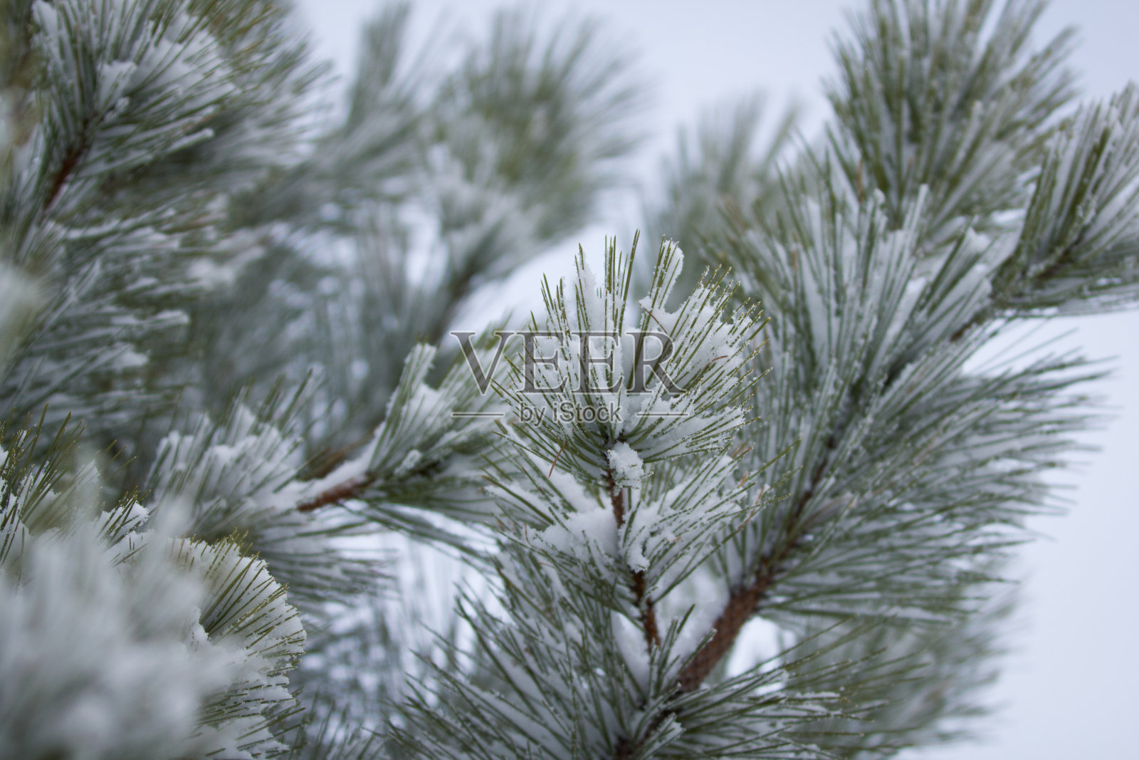 白雪覆盖着松树的树枝照片摄影图片