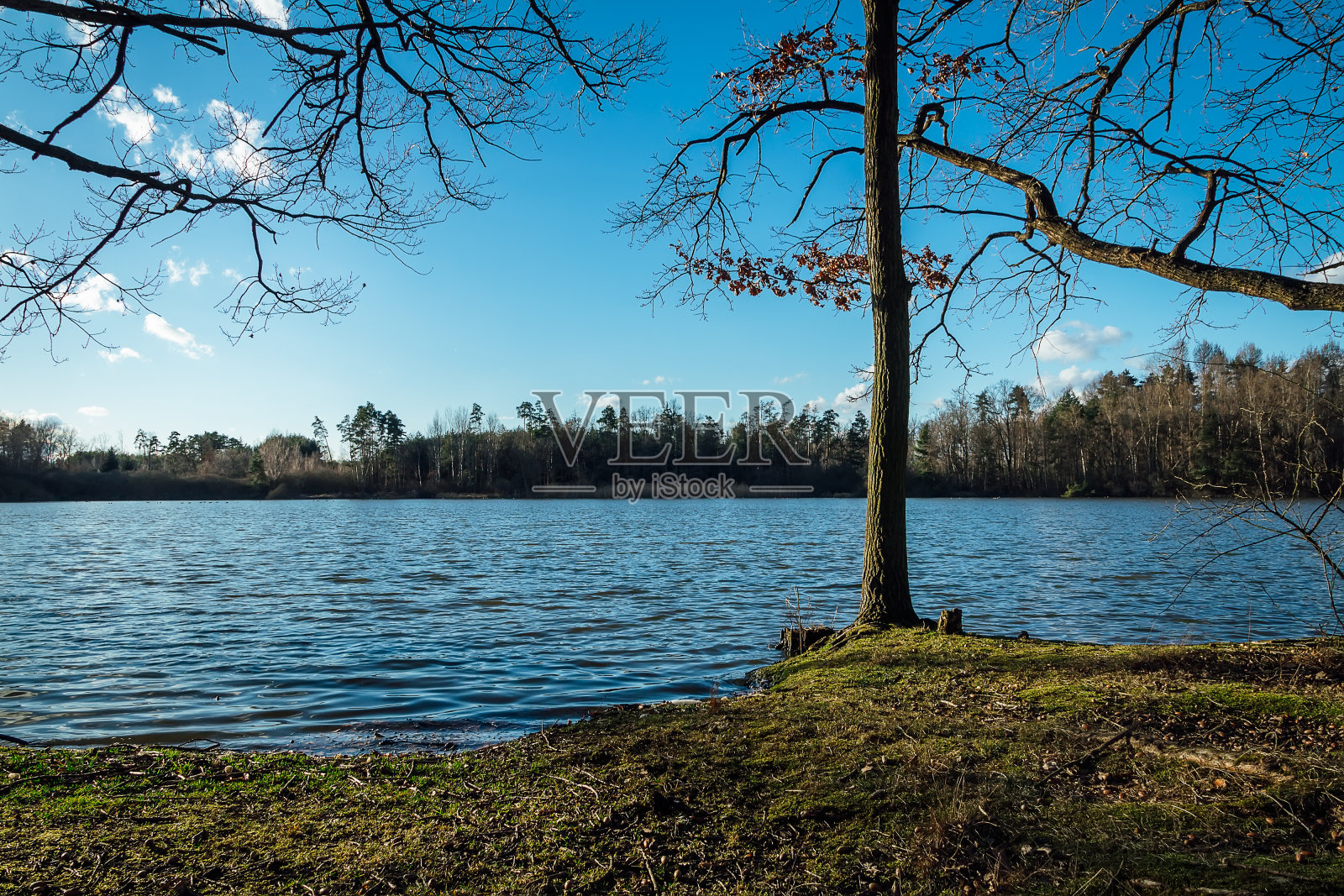 树与池塘和森林，捷克风景照片摄影图片