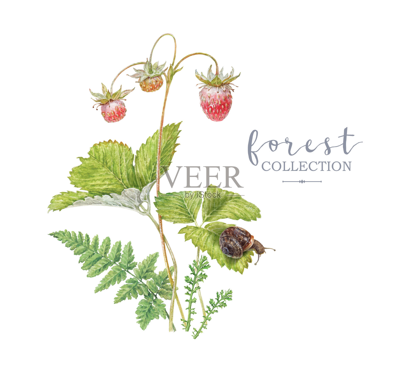 印有森林草莓和蜗牛的水彩画横幅插画图片素材