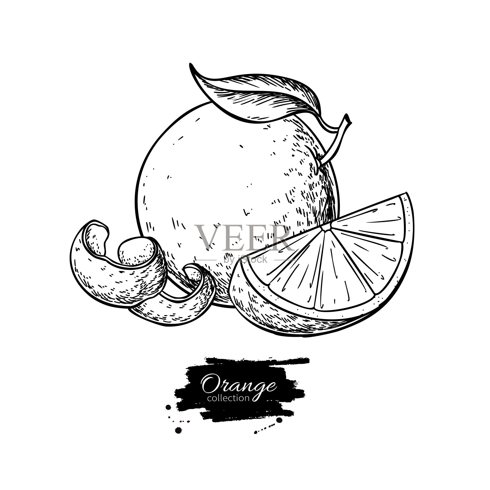 橙色的矢量图。夏季水果雕刻插图。孤立的手绘插画图片素材