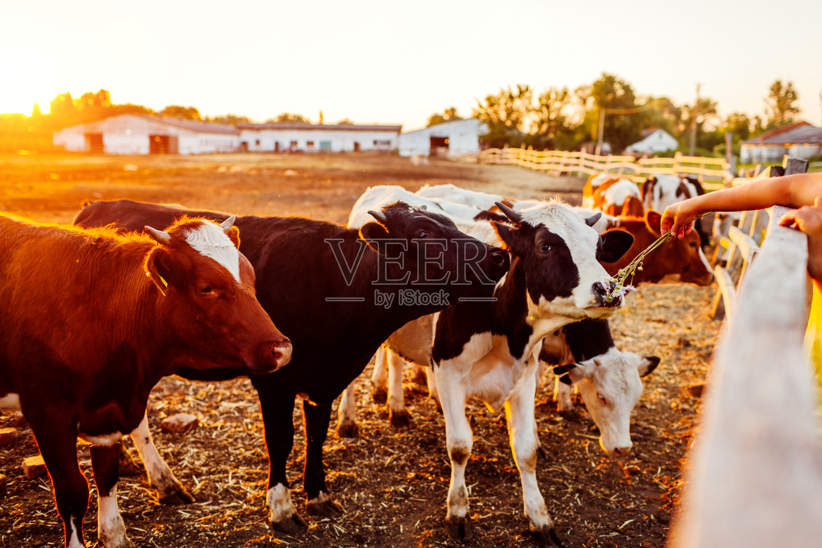 日落时分，农夫在农场院子里用草喂牛。牛在户外吃东西和散步。照片摄影图片