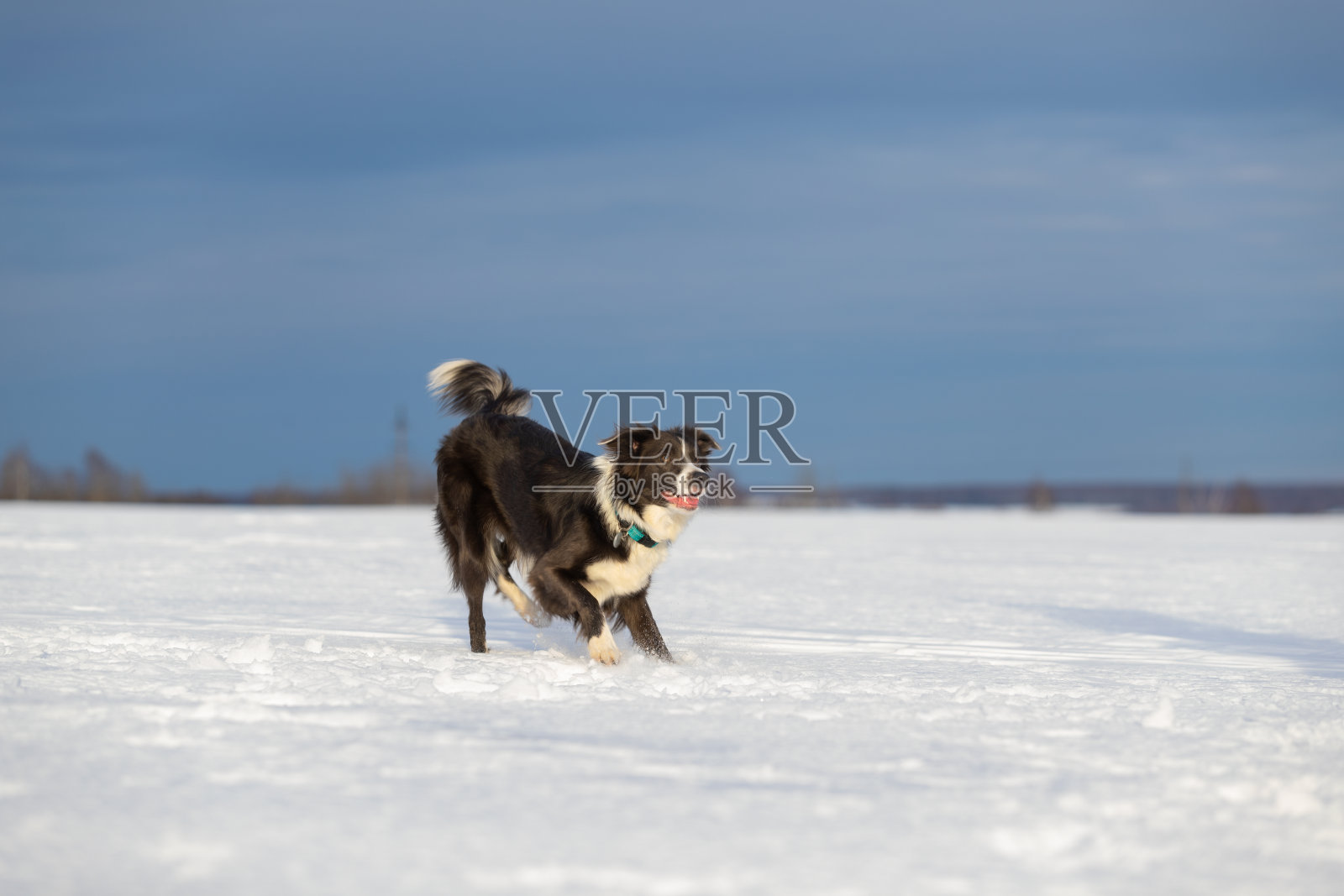 边境牧羊犬在冬天散步照片摄影图片