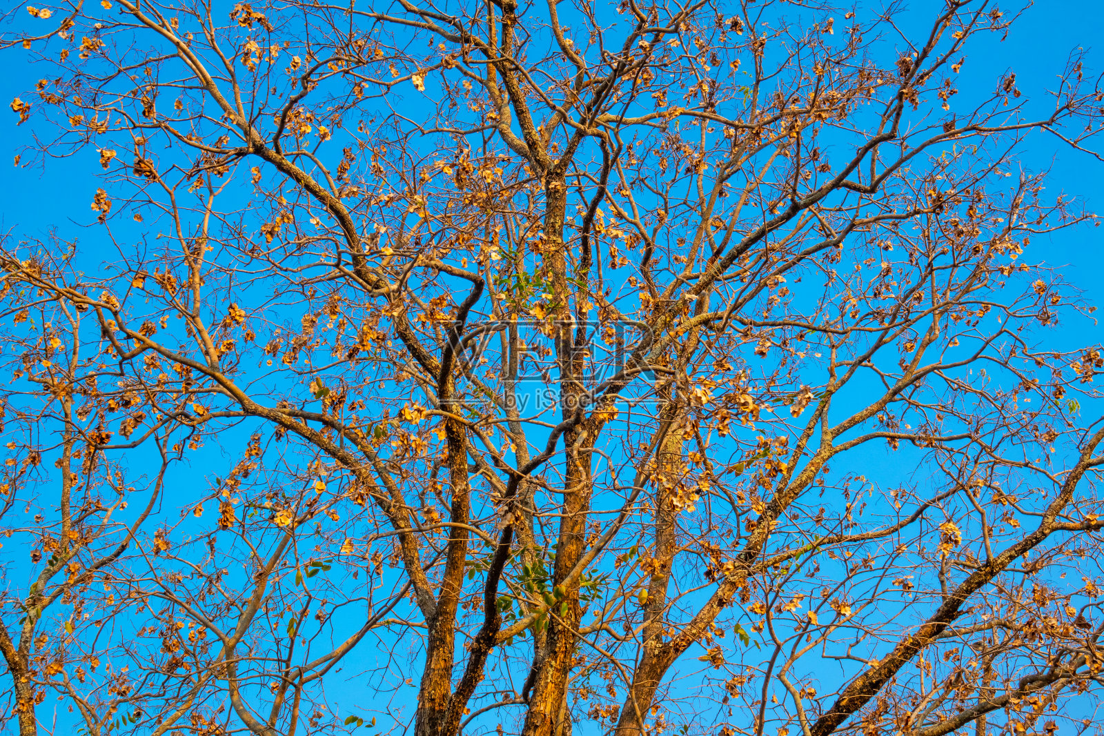 白天的蓝天上，光秃秃的树照片摄影图片