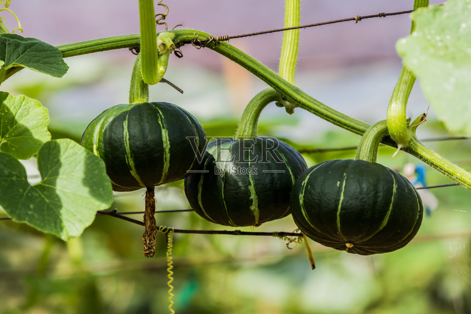 有机蔬菜农场中的日本南瓜。照片摄影图片