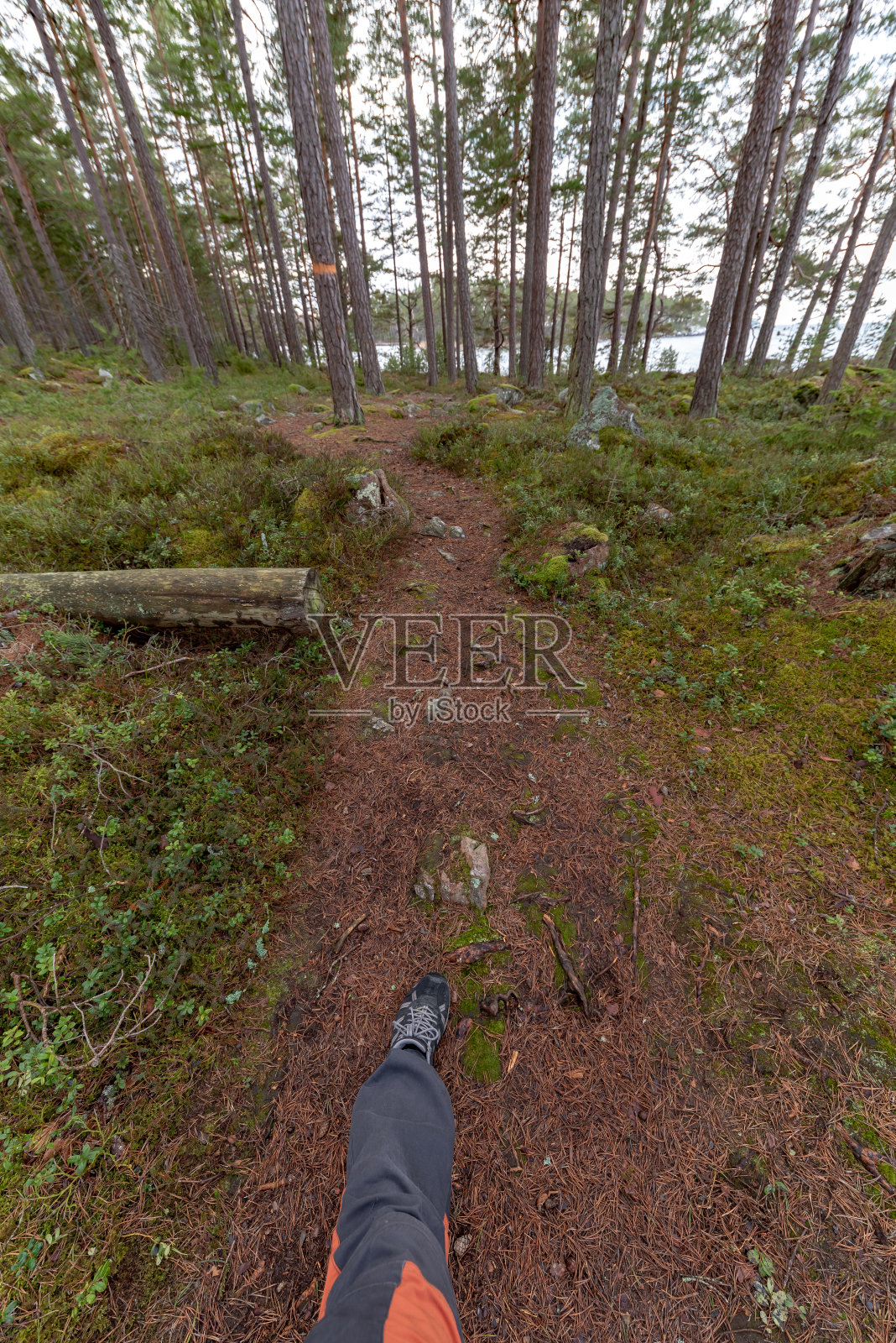 在春天穿过瑞典的森林照片摄影图片