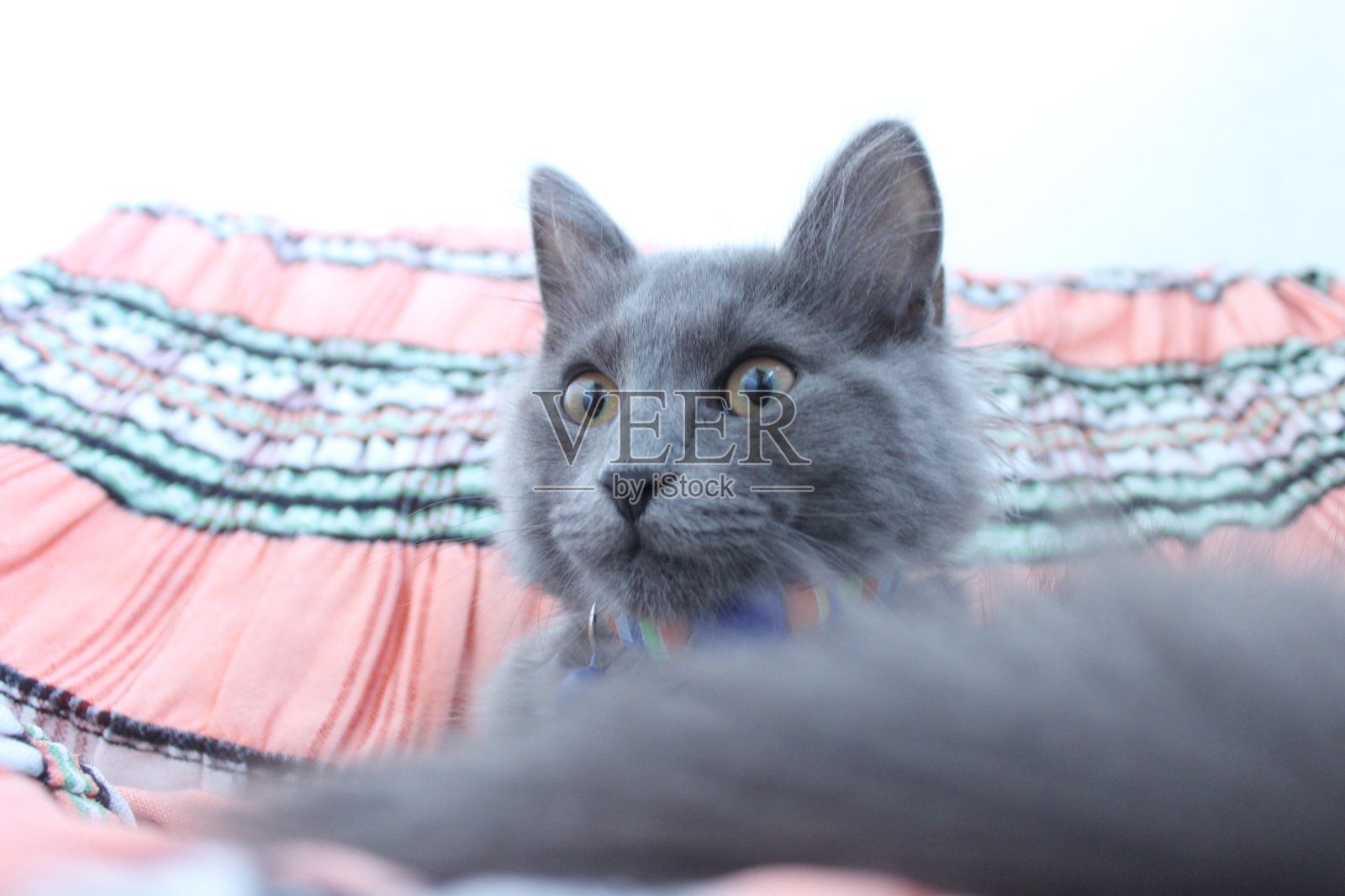 雄性蓝色俄罗斯小猫照片摄影图片