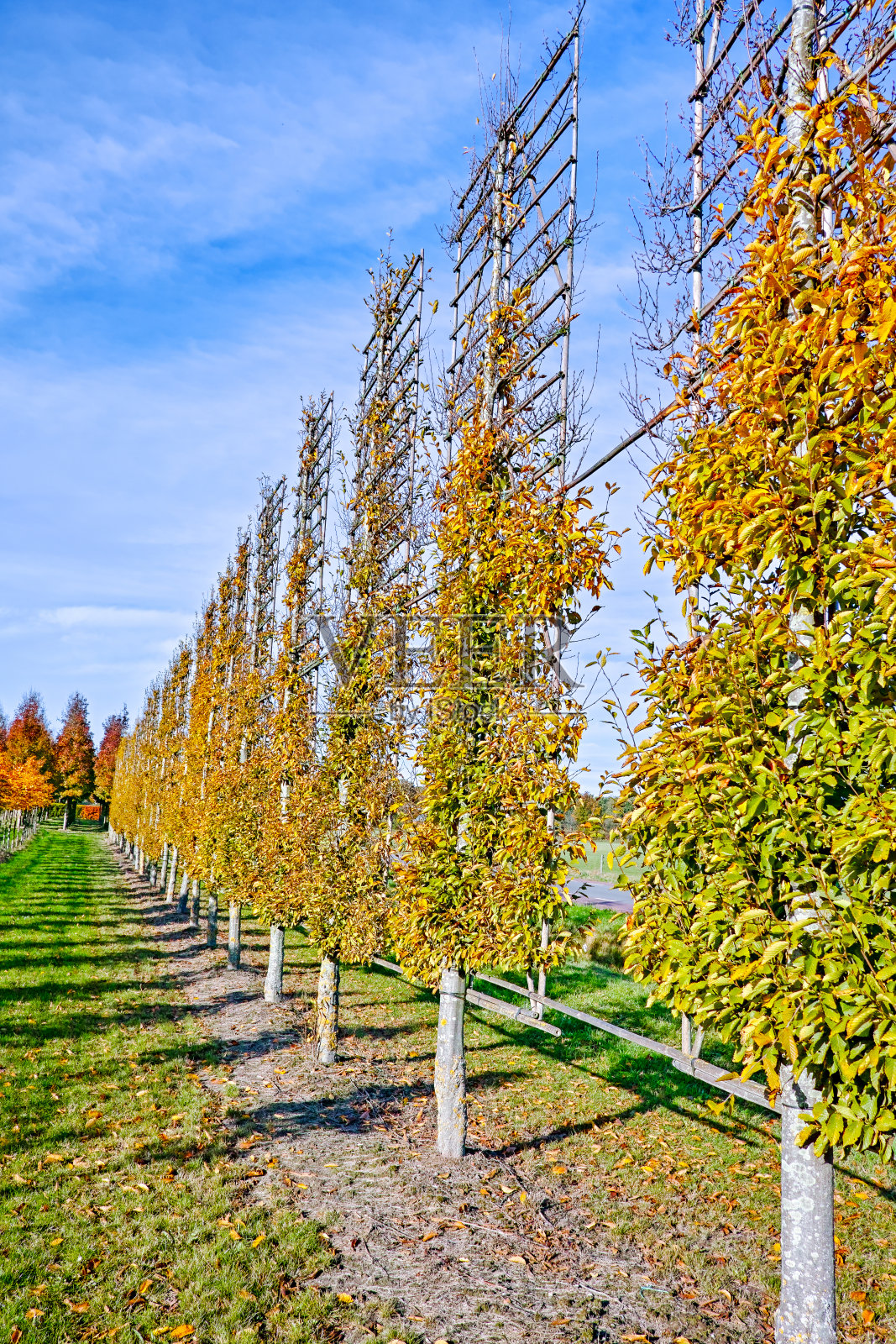 荷兰苗圃上生长的一种大的装饰树木照片摄影图片