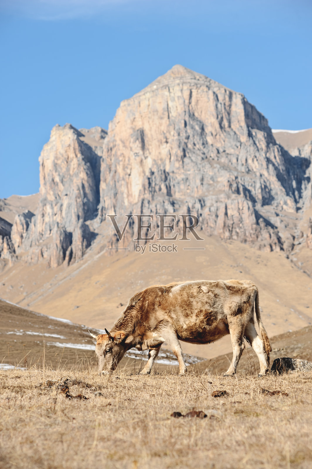 在雄伟岩石的金色背景下，高加索奶牛在冬天的牧场上吃草照片摄影图片