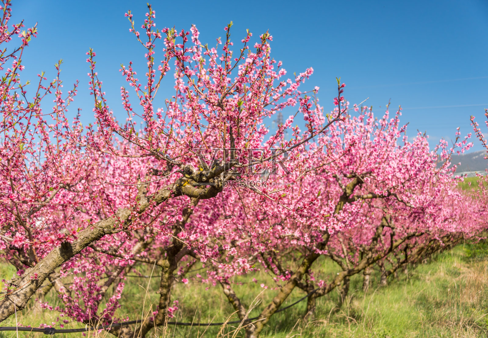 粉红色的桃花在春天盛开照片摄影图片