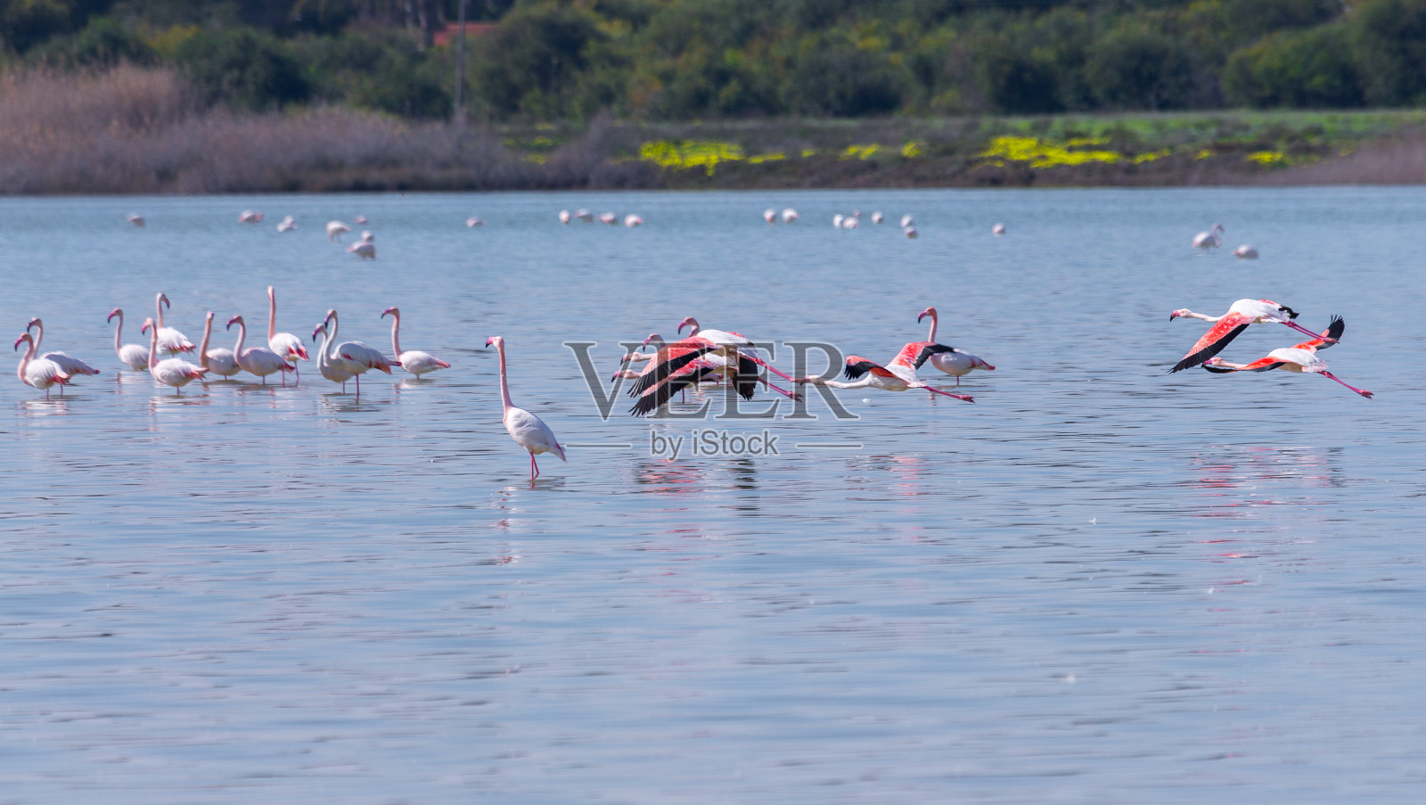 一群鸟儿在塞浦路斯拉纳卡市的盐湖上粉红色的火烈鸟照片摄影图片