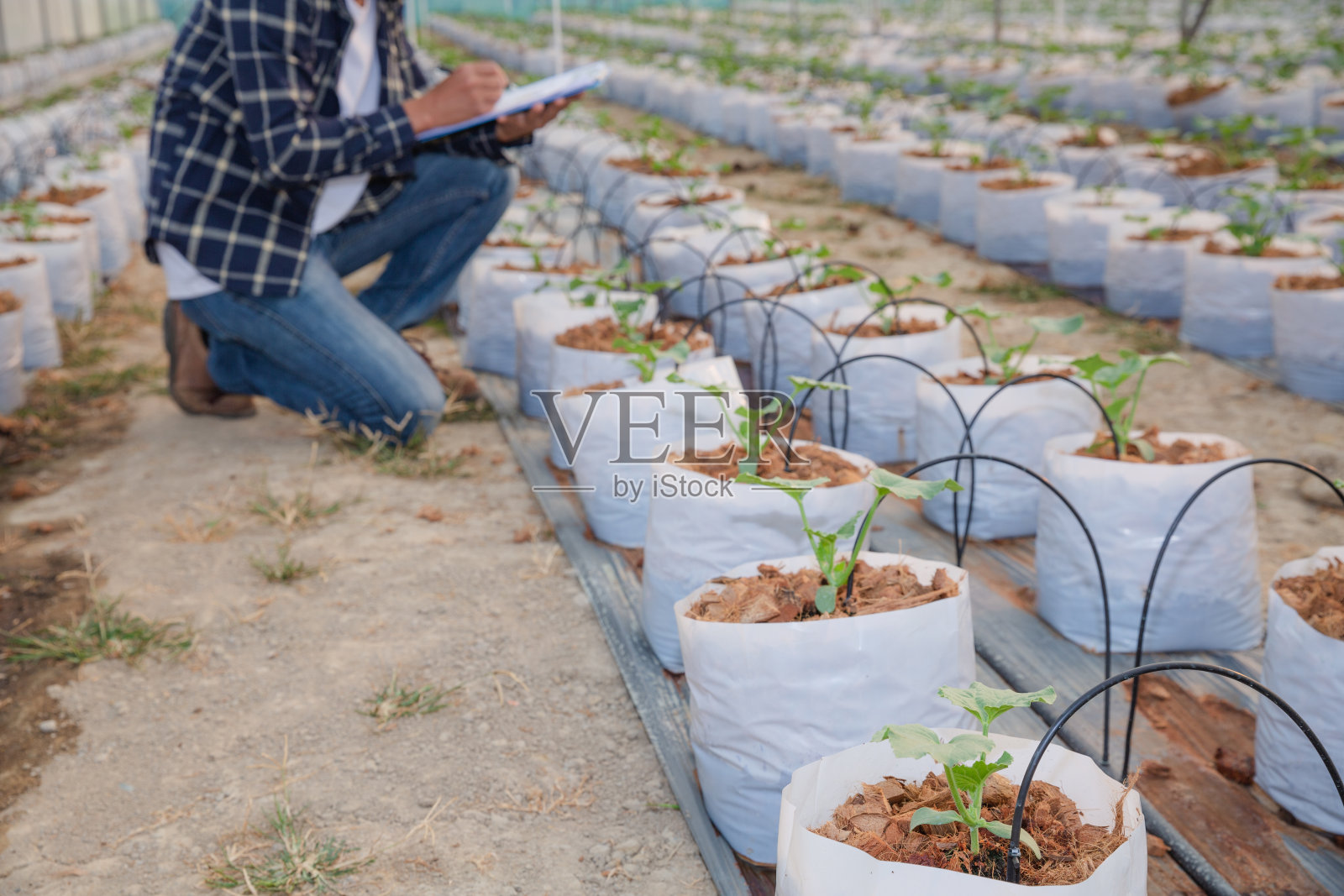 农学家检查了在农场上种植的甜瓜幼苗，农民和研究人员在分析植物。照片摄影图片