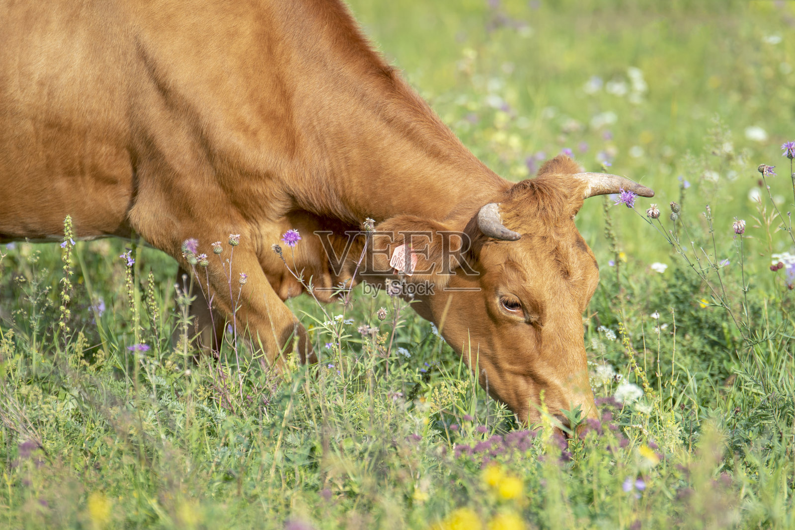 红牛在山脚下的绿色草地上吃草照片摄影图片