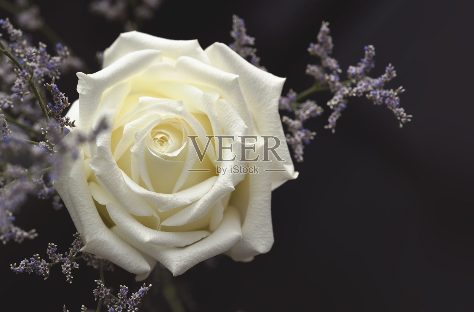 白色的玫瑰和蓝色的小花照片摄影图片