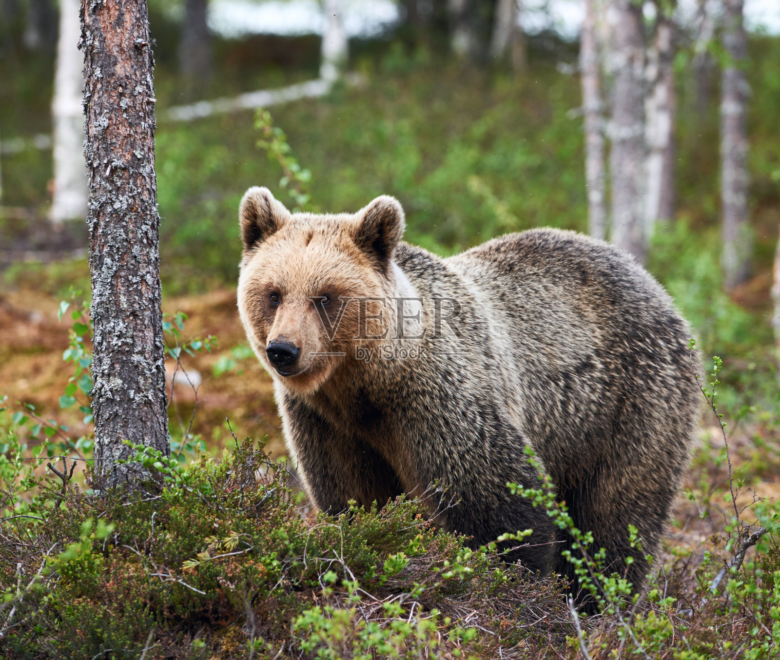 芬兰美丽的雌性棕熊照片摄影图片