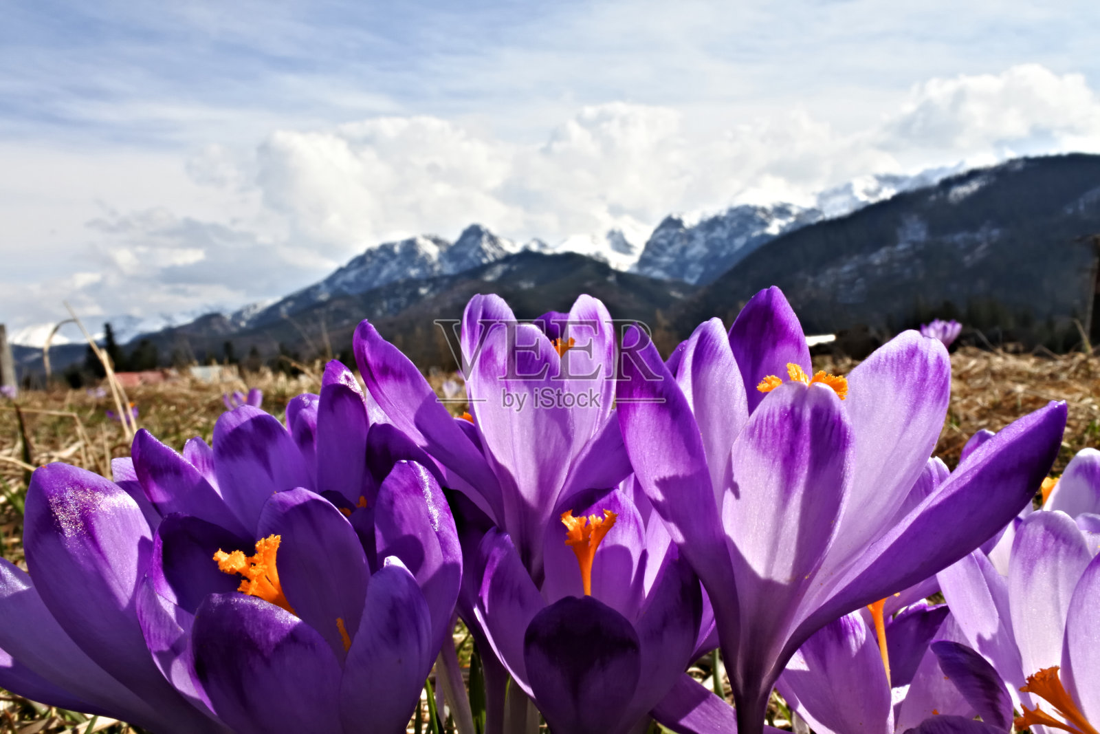 深紫色的番红花和太特拉山脉照片摄影图片