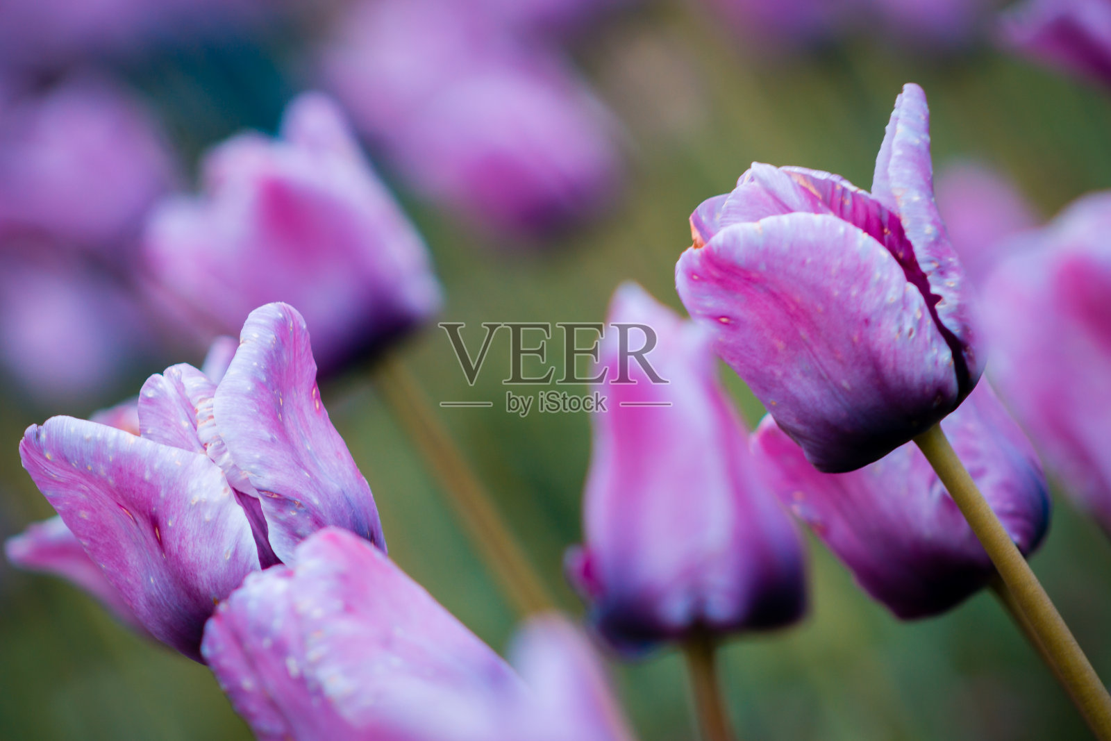 在荷兰密歇根郁金香节期间紫色郁金香盛开的微距镜头照片摄影图片