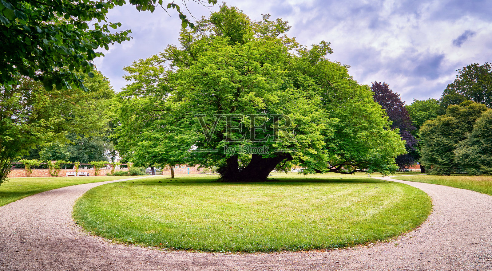公园里的一棵大老树。德国什未林照片摄影图片