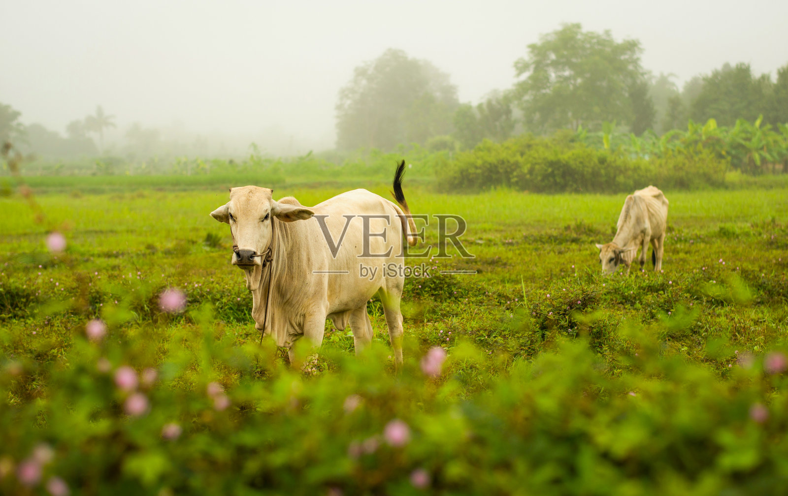 亚洲奶牛在绿色的田野上放牧/白奶牛在农村的农场上吃农业照片摄影图片