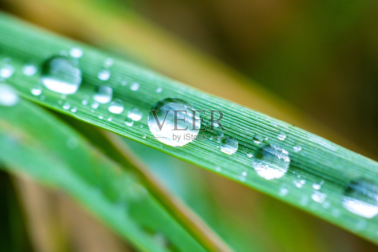 草叶上的小水滴照片摄影图片