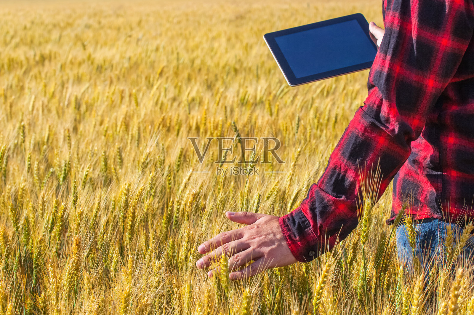 商人正站在一片成熟的麦田里，手里拿着一台平板电脑。照片摄影图片