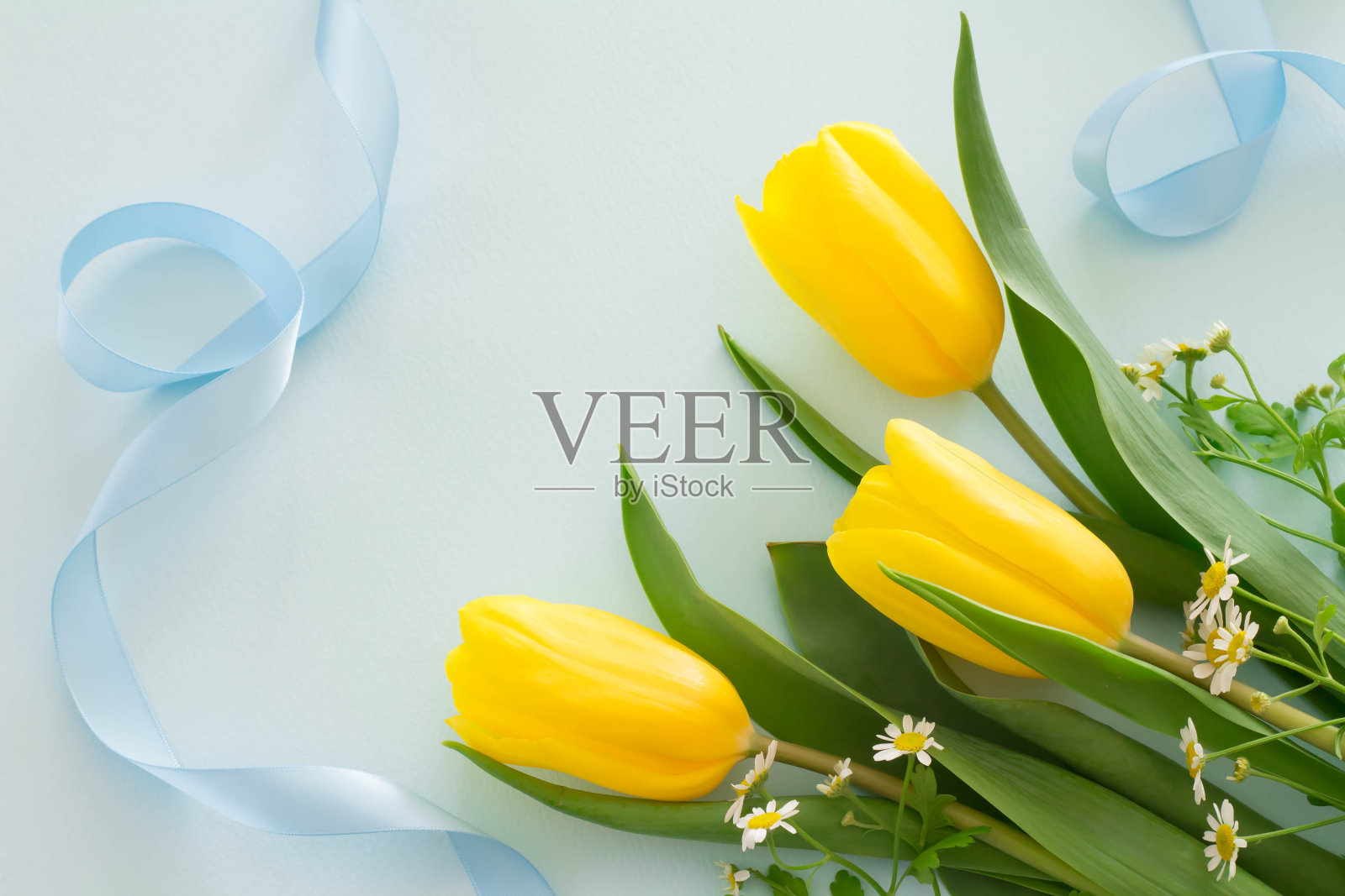 黄色郁金香和蓝色丝带的礼物图片照片摄影图片