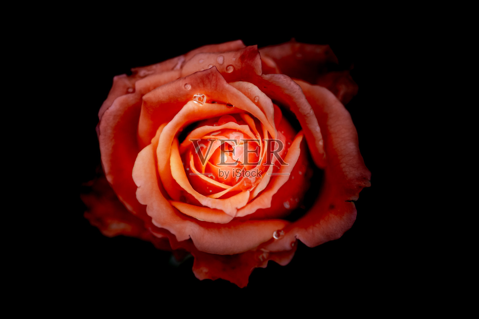 美丽的单瓣玫瑰与水滴在黑色背景，复古风格照片摄影图片