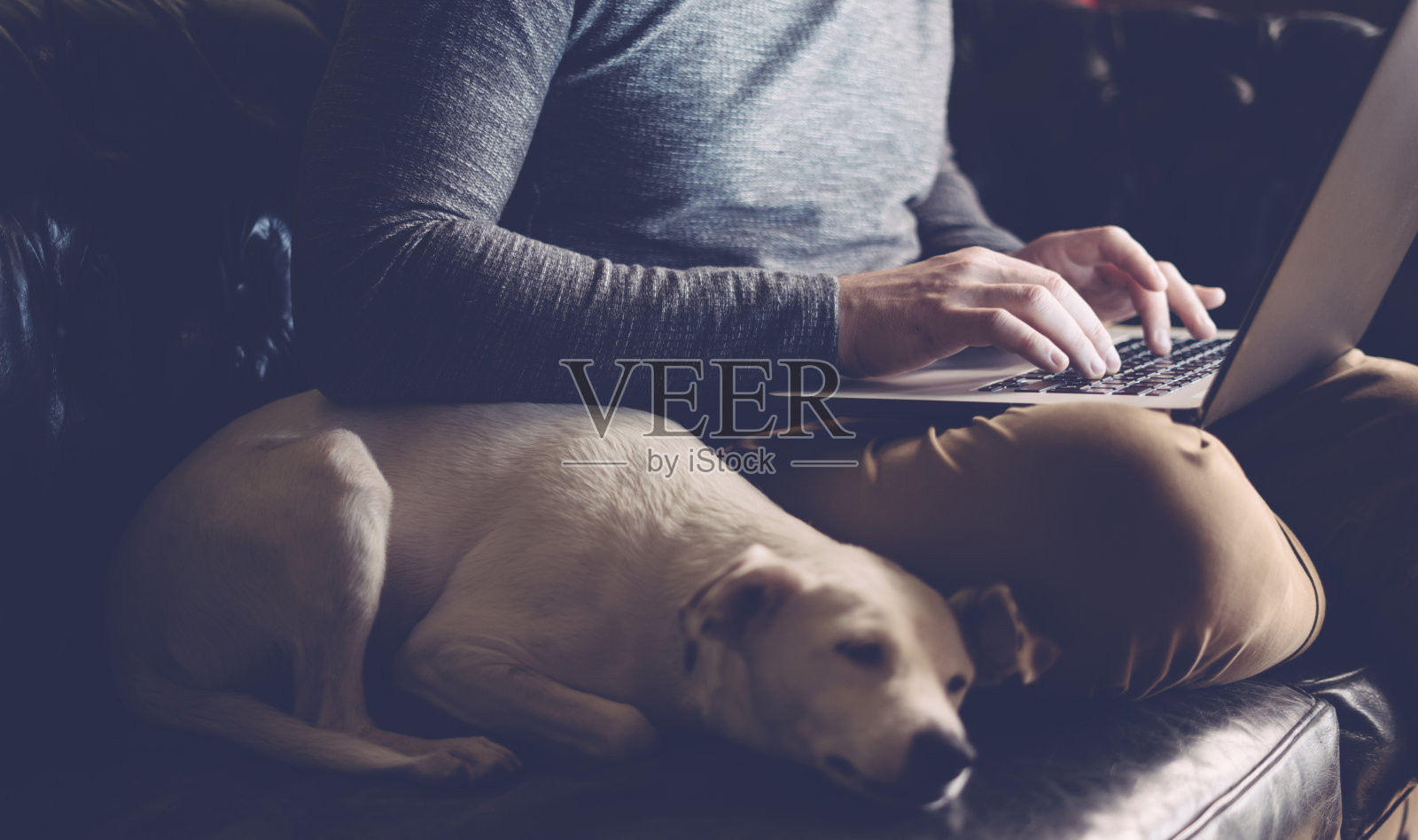 一个男人和他的狗和电脑在家里照片摄影图片