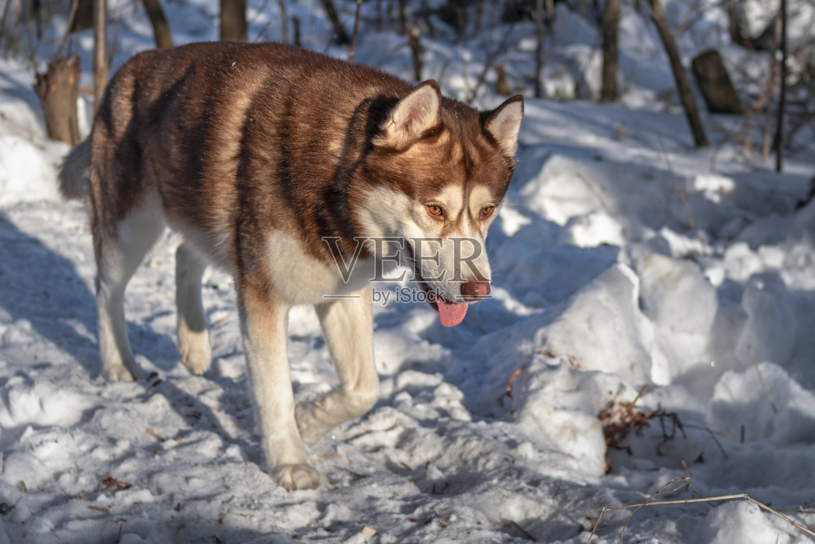 冬季阳光明媚的背景上的棕色西伯利亚哈士奇狗的肖像。照片摄影图片
