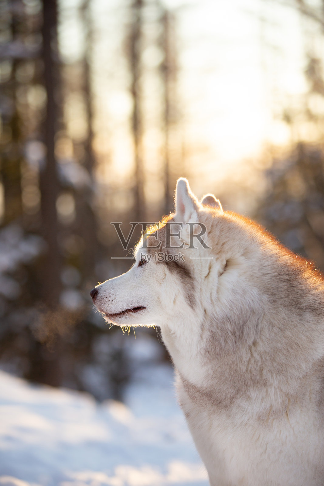 美丽，可爱和自由的西伯利亚哈士奇狗坐在雪道上的冬季森林日落。照片摄影图片