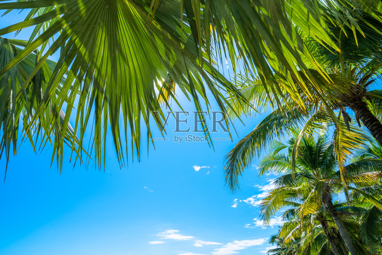 椰子树和蓝天照片摄影图片