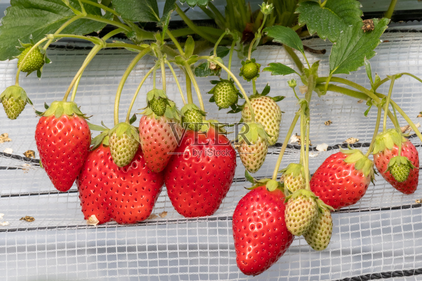 日本火影忍者千叶县三木市温室种植草莓照片摄影图片
