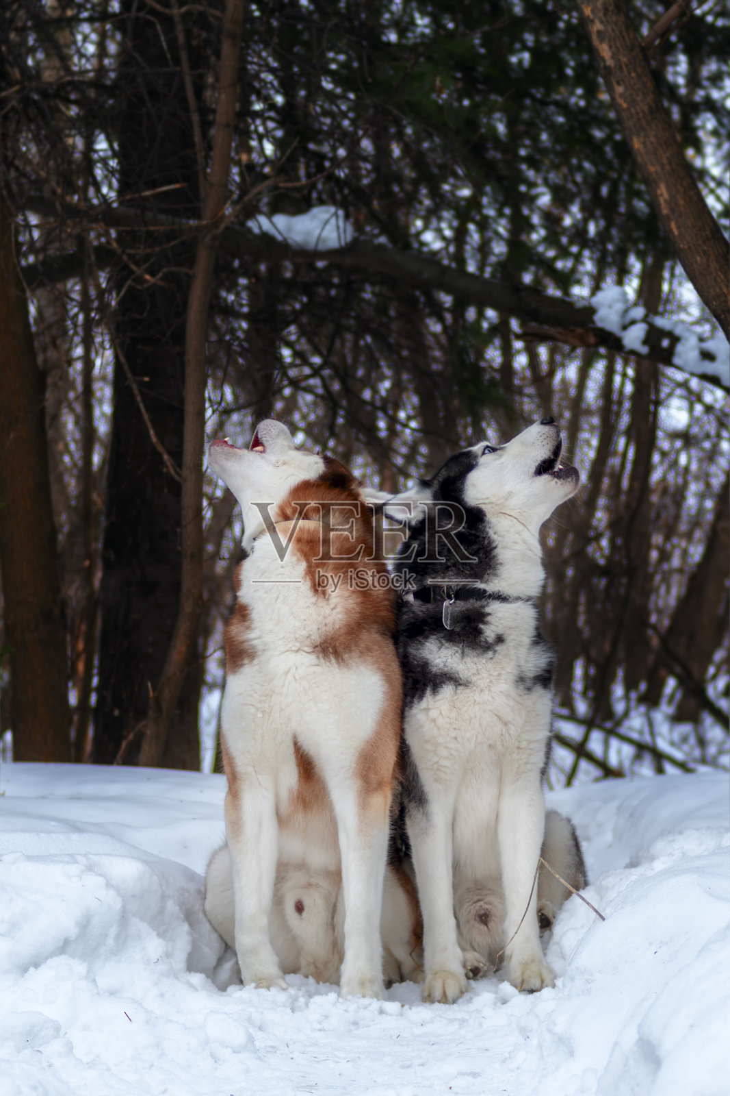 西伯利亚哈士奇在冬天的森林里嚎叫。哈士奇犬抬起嘴，在黑暗的森林里嚎叫照片摄影图片