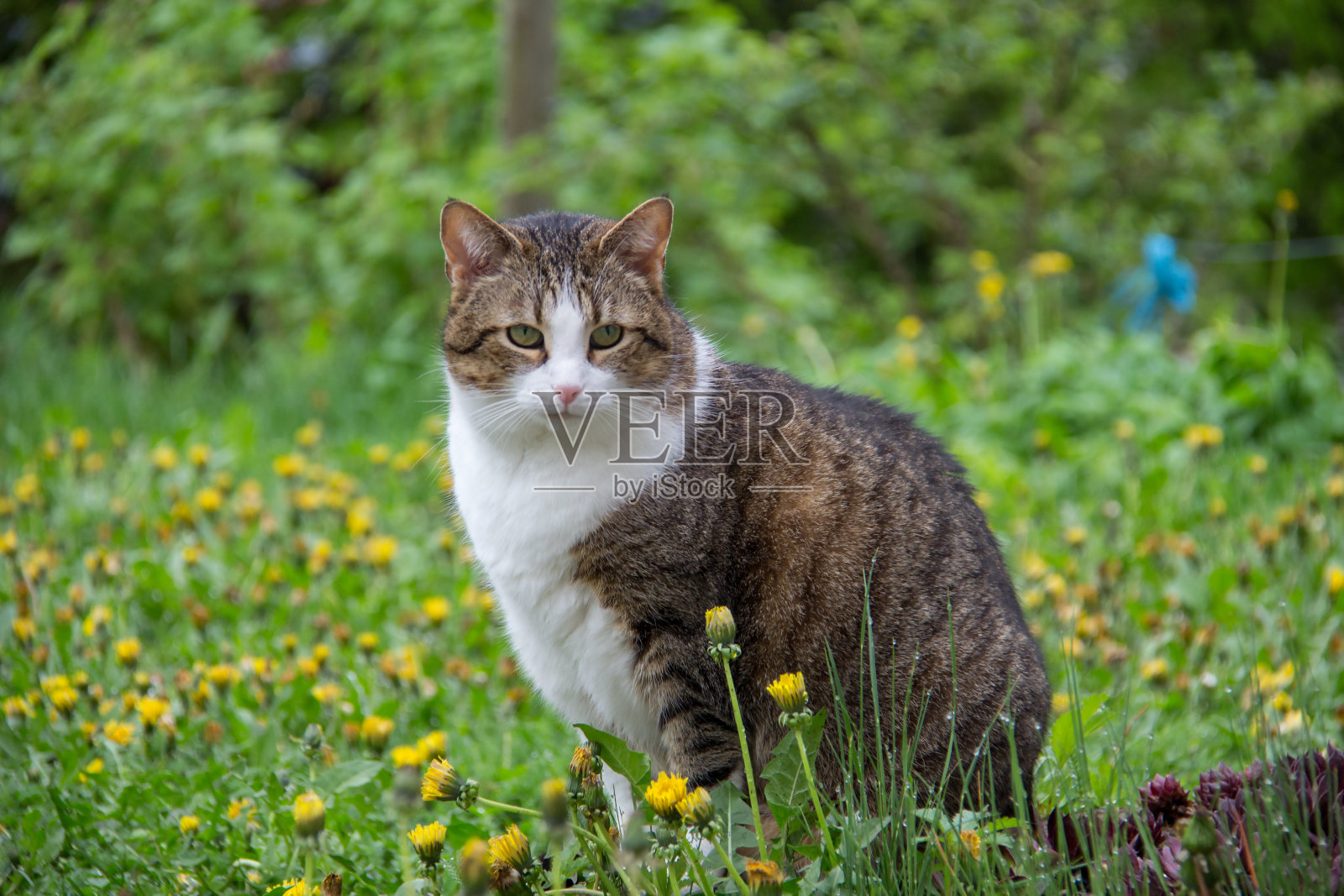 一个美丽的纯种家猫的肖像。英国短毛猫的小猫。照片摄影图片