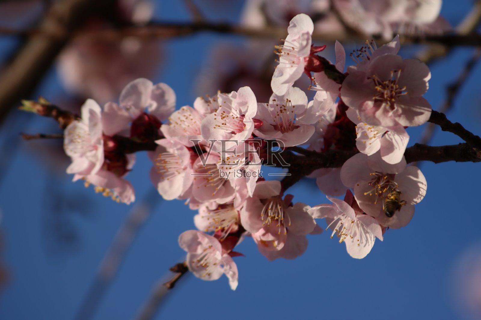蓝天上的杏树花照片摄影图片