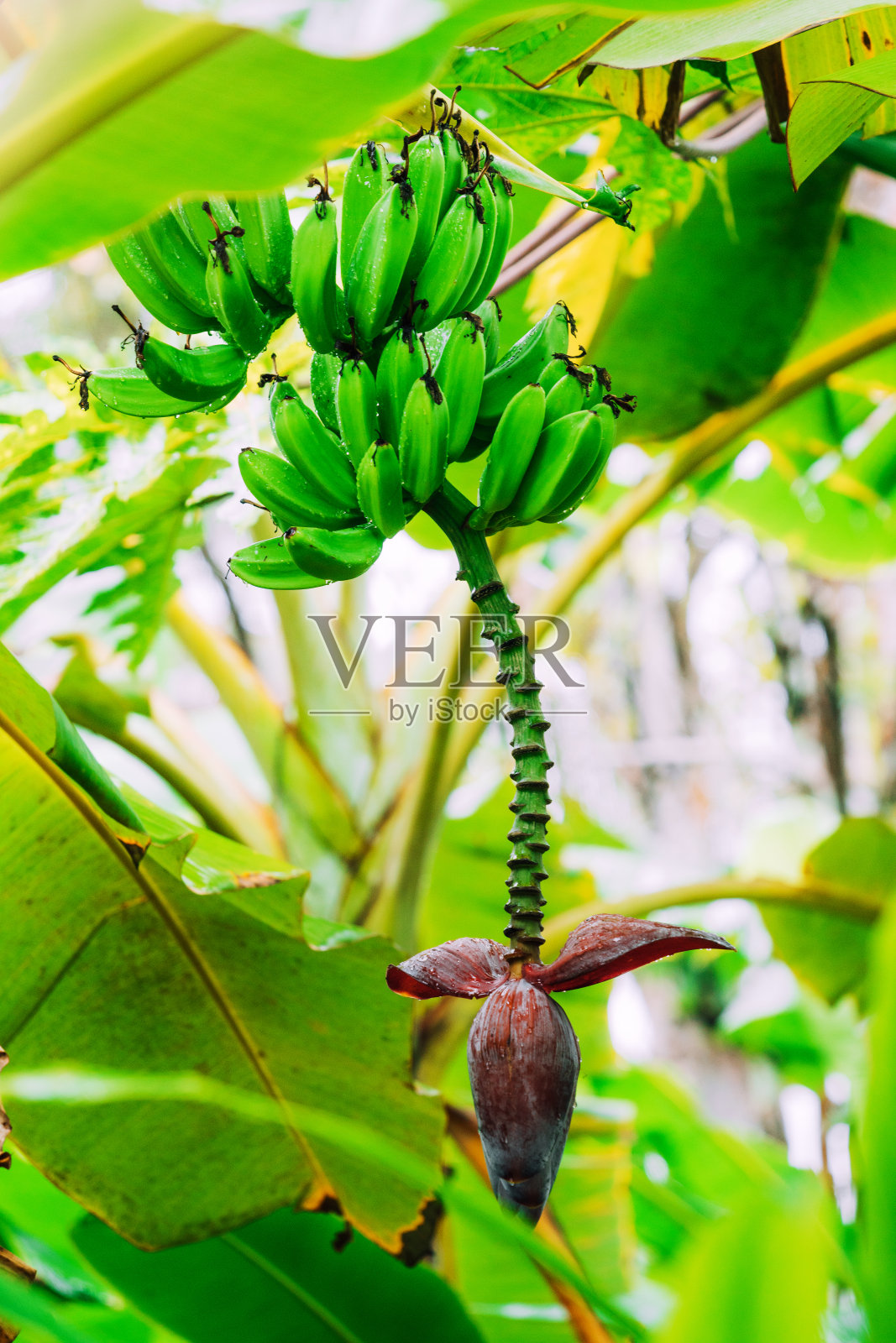 香蕉树上的香蕉照片摄影图片