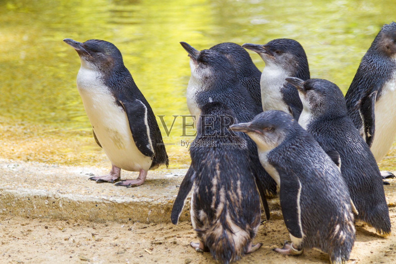 澳大利亚的小企鹅照片摄影图片