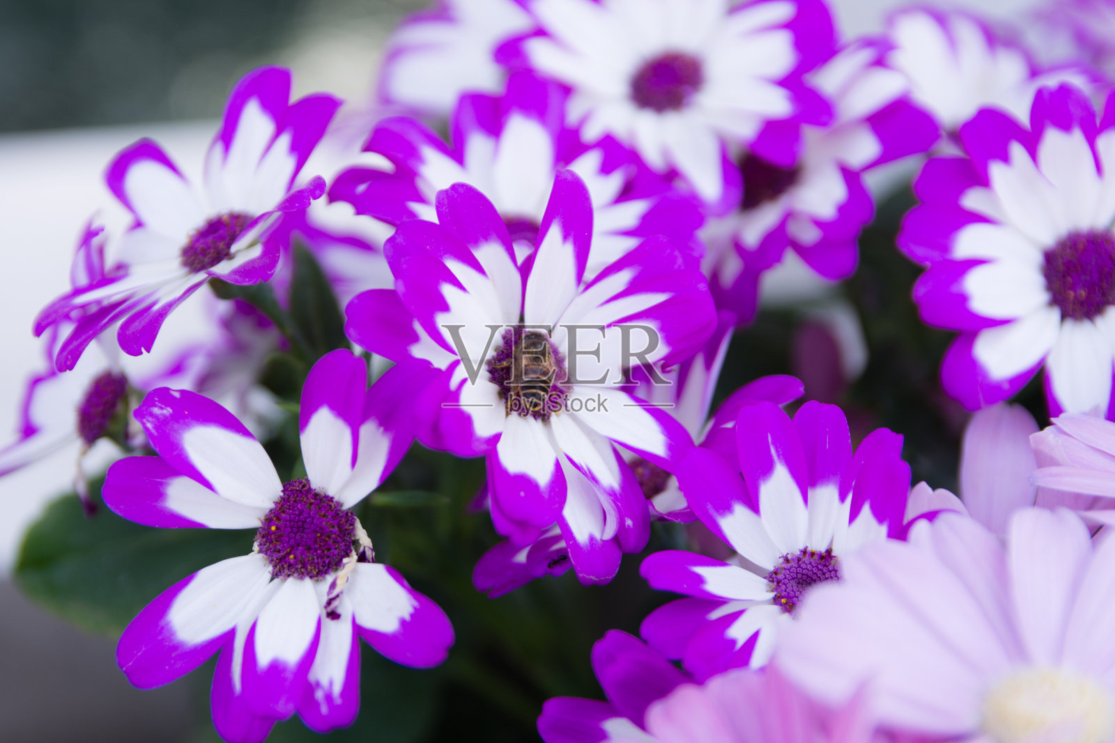 花园里的白花和一只采蜜的蜜蜂照片摄影图片