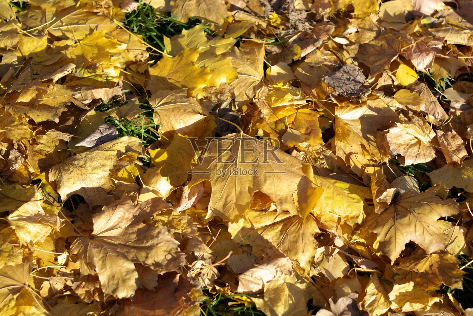 秋天的黄枫地毯照片摄影图片