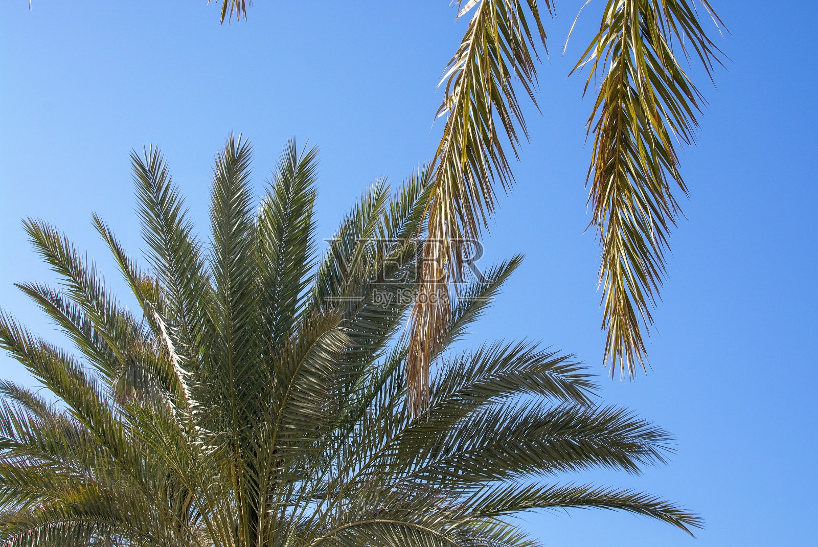 新的新鲜和黄色的老棕榈树树叶近距离对抗蓝色的天空照片摄影图片