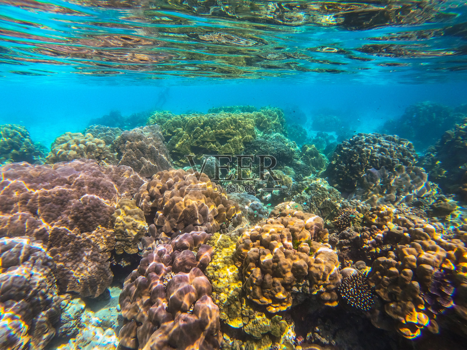 潜水胜地素林岛上美丽的珊瑚照片摄影图片