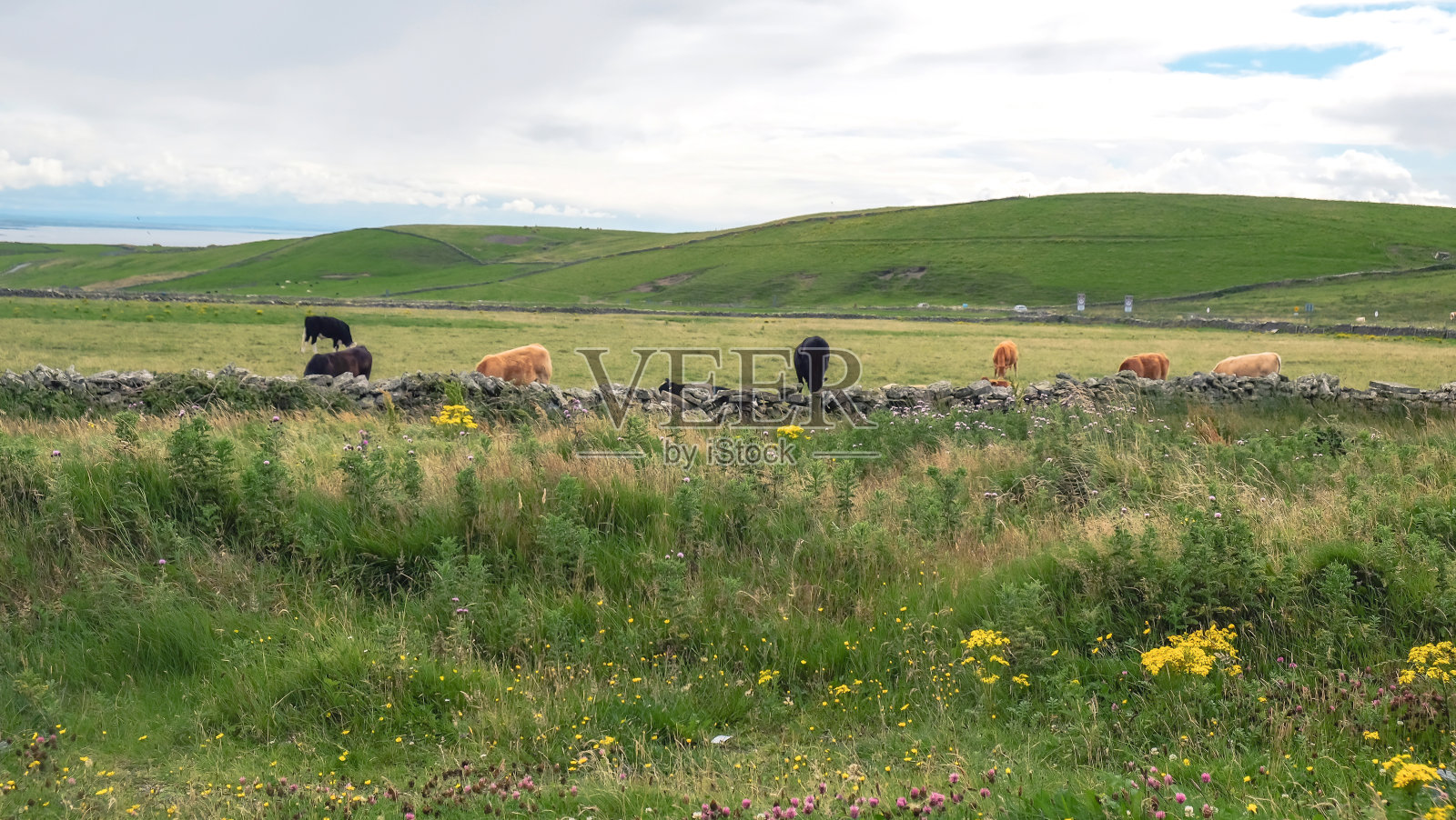 爱尔兰牛照片摄影图片