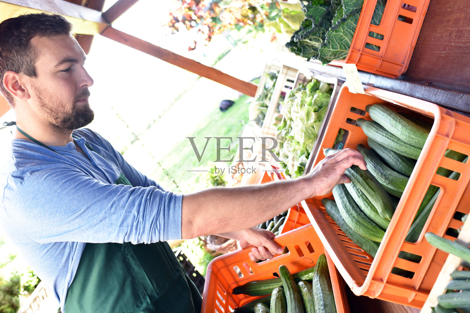 在农业中工作的园丁——在田地和温室中种植和收获蔬菜照片摄影图片