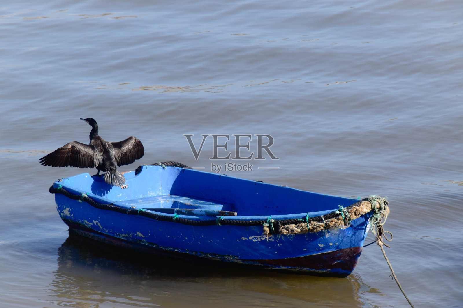 葡萄牙阿尔加维海滩上的海鸥照片摄影图片