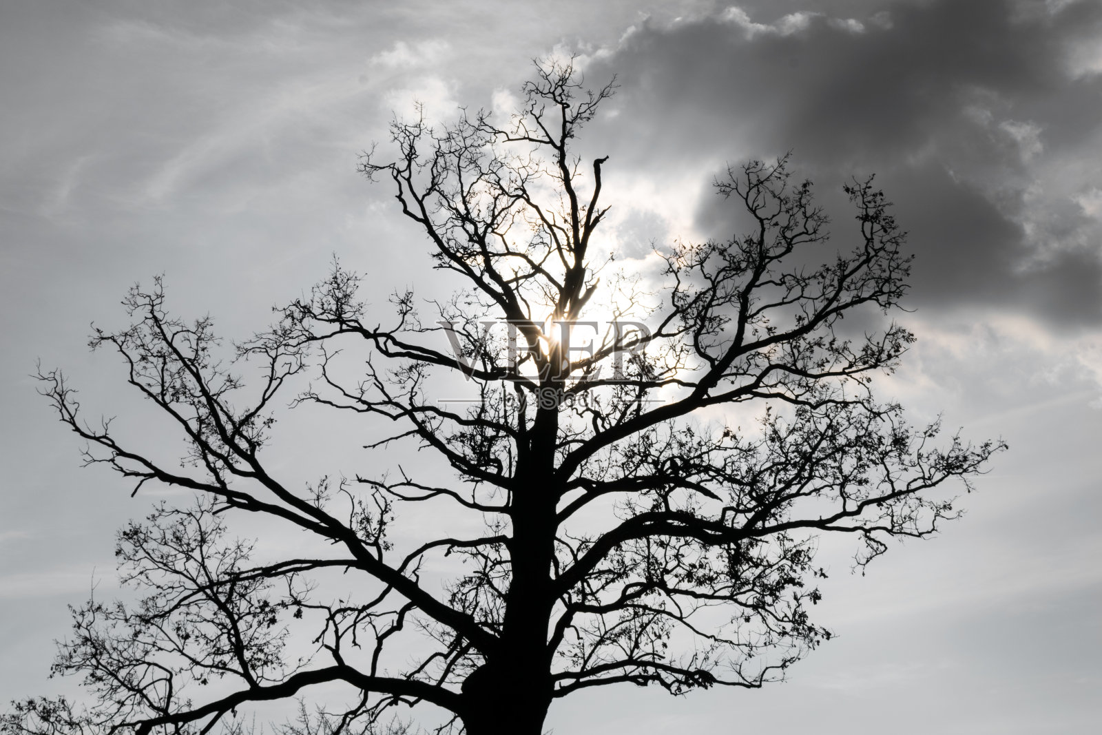 太阳下一棵大橡树的剪影照片摄影图片