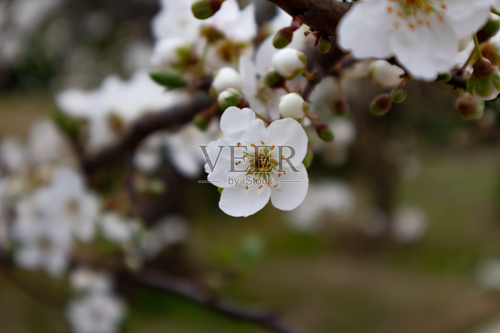 一棵开着美丽的白花的开花树的树枝照片摄影图片