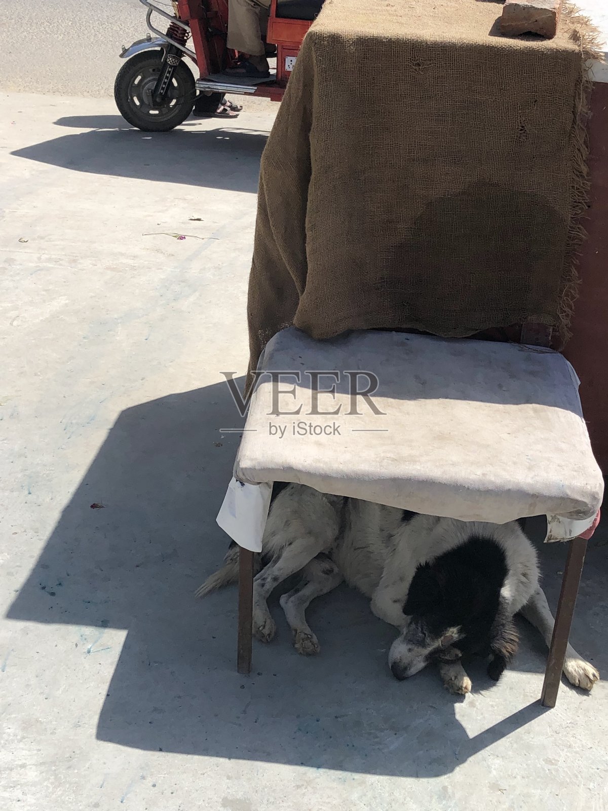 这是一只流浪狗在德里躲避酷暑的照片照片摄影图片